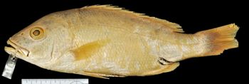 Media type: image;   Ichthyology 9951
